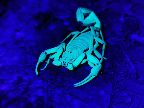 Jungle Night Tour Manuel Antonio-哥斯达黎加安东尼奥国家公园必去景点