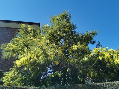 Parquelagos, Torrelodones, Galapagar, La Navata, Circular-Galapagar必去景点