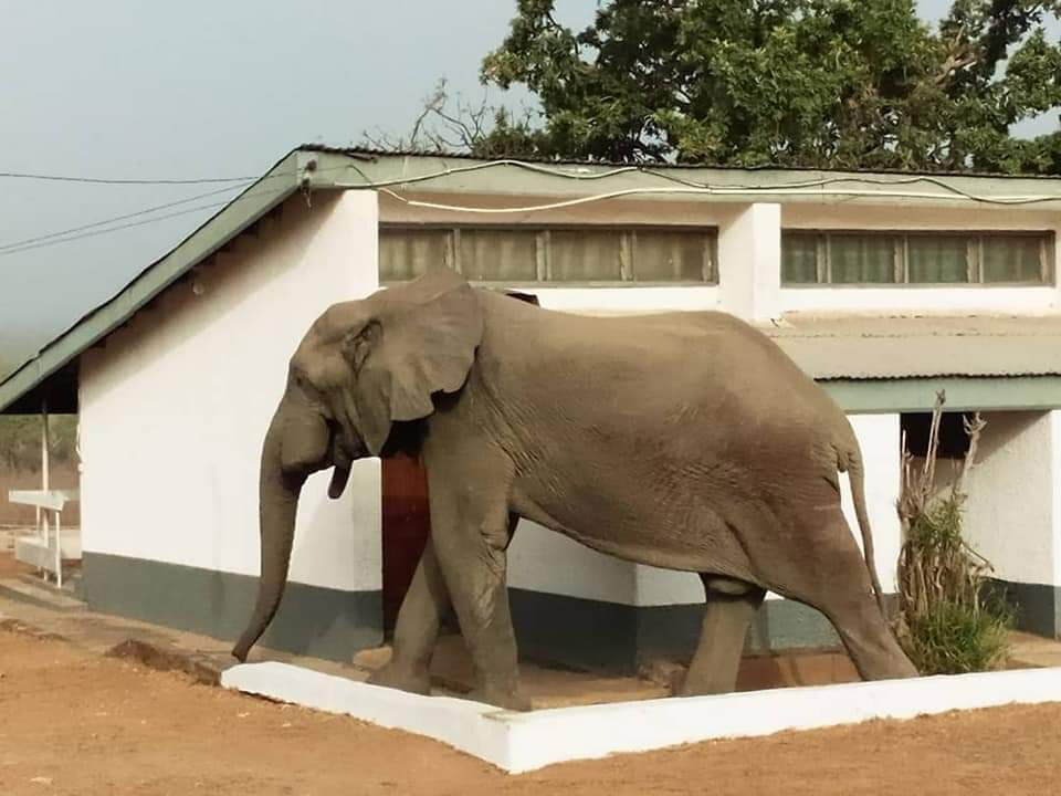 Mole National Park-Wa必去景点