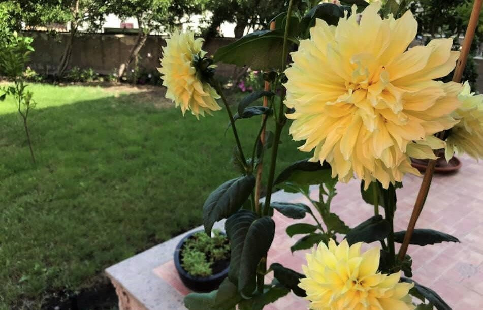 Il Giardino Degli Aranci主图