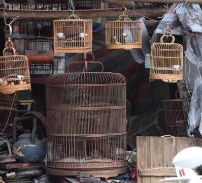 北京鸟市-北京市必去景点