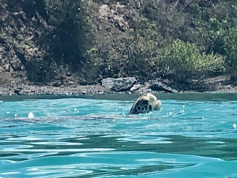 Aqua Blue Charters-夏洛特阿马利亚必去景点