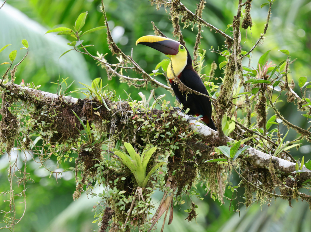 Esquinas Rainforest Lodge主图