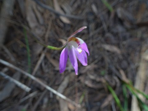 Henry Somerset Orchid Reserve景点图片