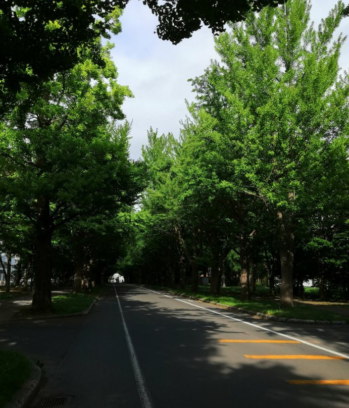 Hokkaido University Gingko Trees-札幌市必去景点