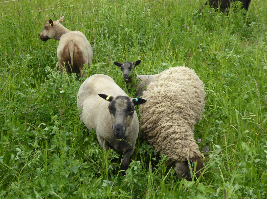 Free Range Fibre Alpacas-迪斯必去景点