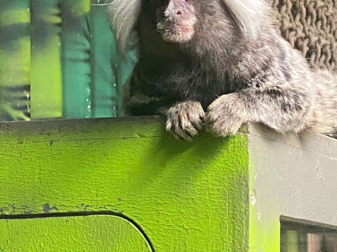 Shoalhaven Zoo景点图片
