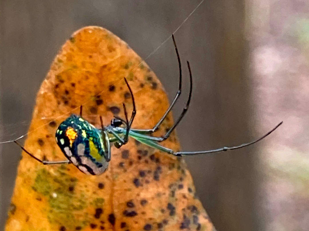 Canoe Escape-Thonotosassa必去景点