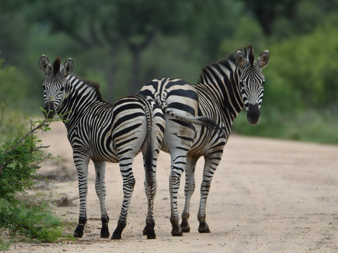 Wild Photo Africa Safaris-尼斯普鲁特必去景点