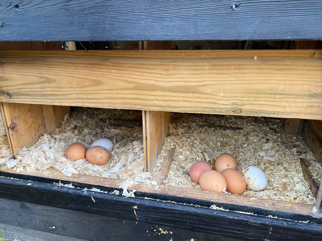 Willow Court Farm & Poultry-温莎必去景点