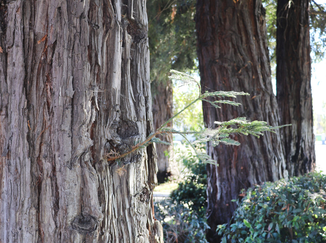 Sonoma Winegrower's Inn主图