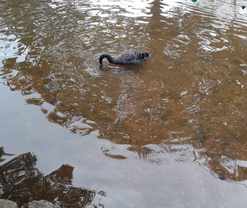 Dawlish Town Trail-道利什必去景点