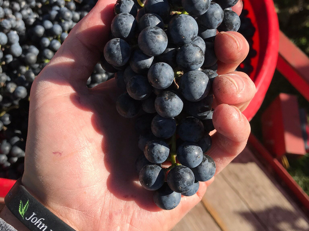 Dale Hollow Winery景点图片