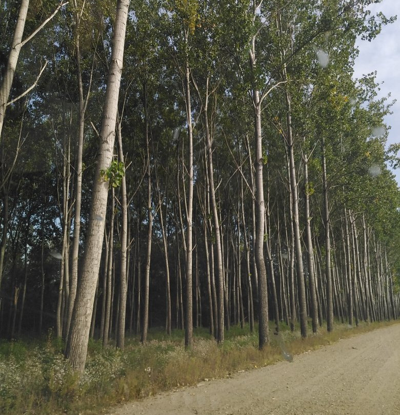 Special Nature Reserve Obedska Bara景点图片