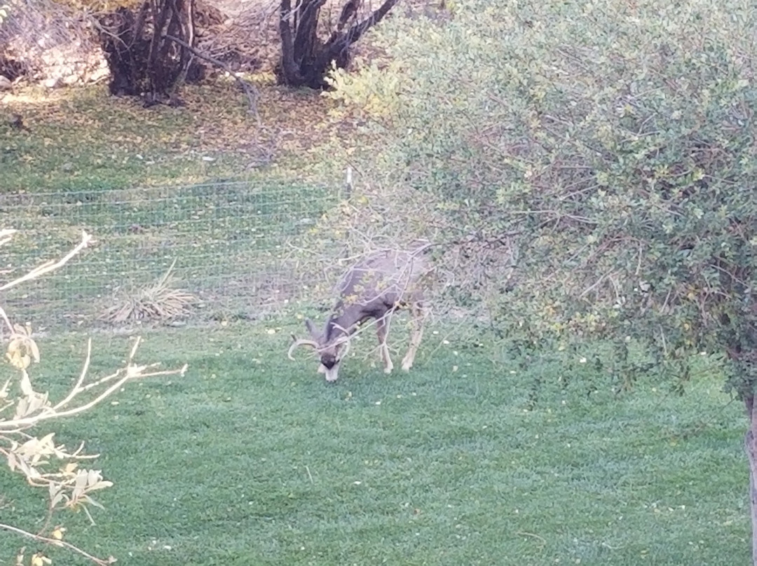 Buffalo Peaks Lodge主图