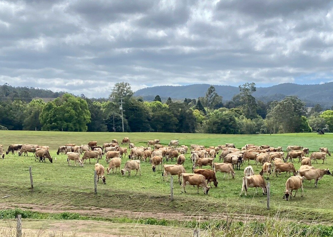Kenilworth Dairies景点图片