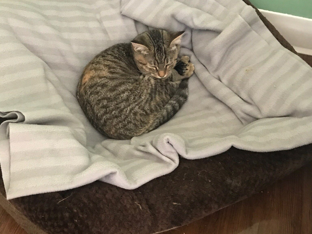 Cat Tales Cat Cafe-教堂山必去景点