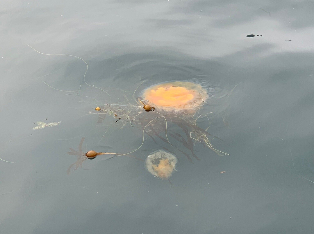 Whale Research EcoExcursions-Depoe Bay必去景点