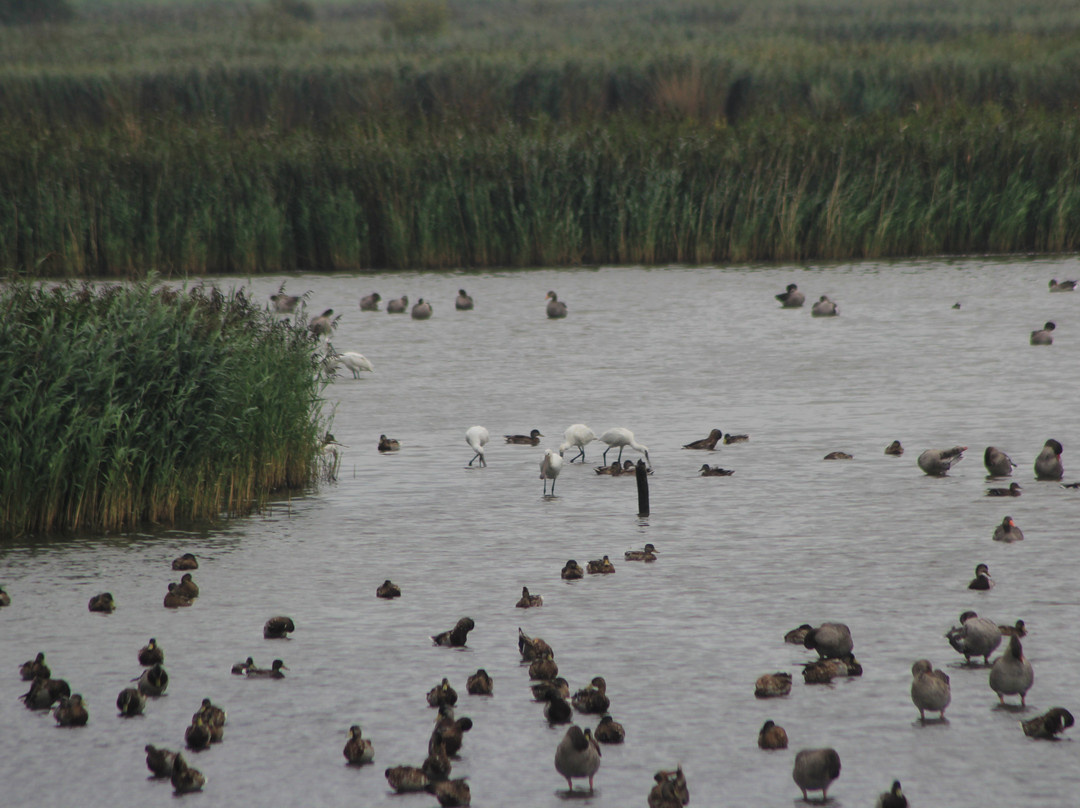 Vogelbeobachtungshütte am Leyhörn-Pilsum必去景点
