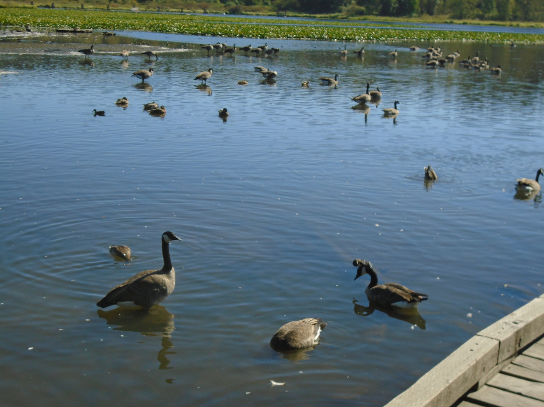 Burnaby Lake Regional Nature Park-本那比必去景点