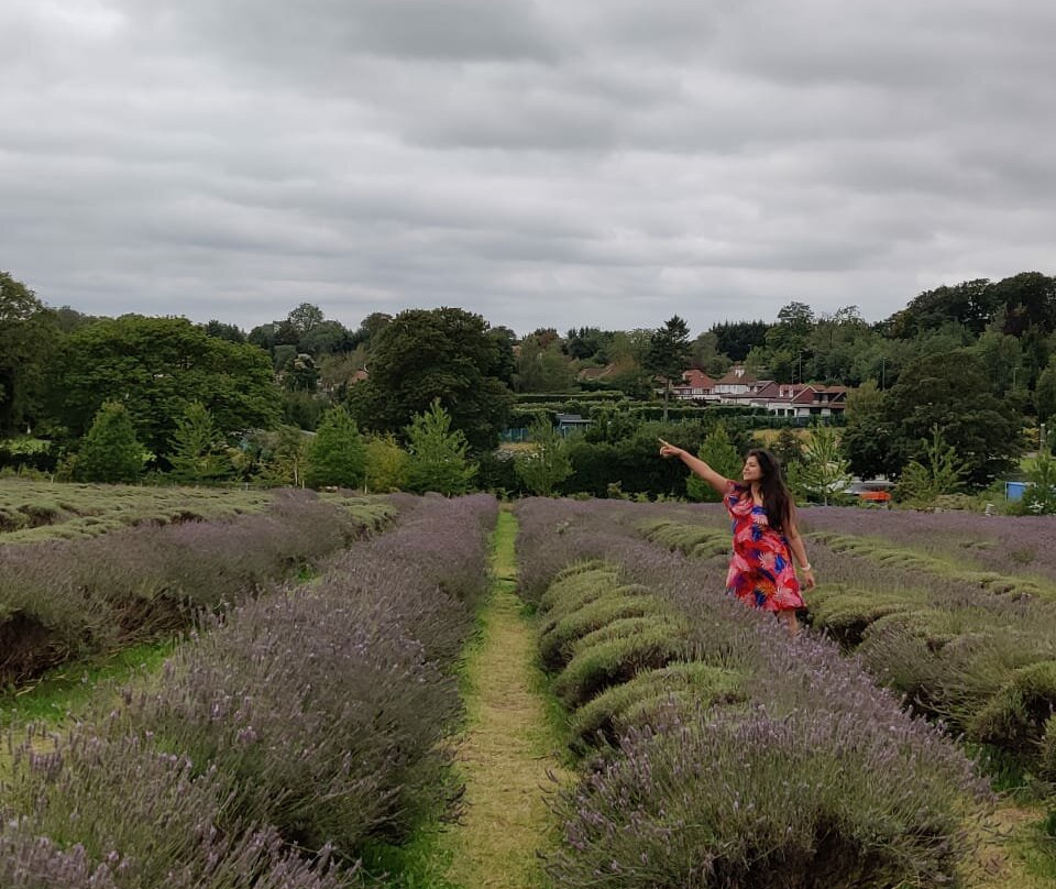 Mayfield Lavender Farm景点图片