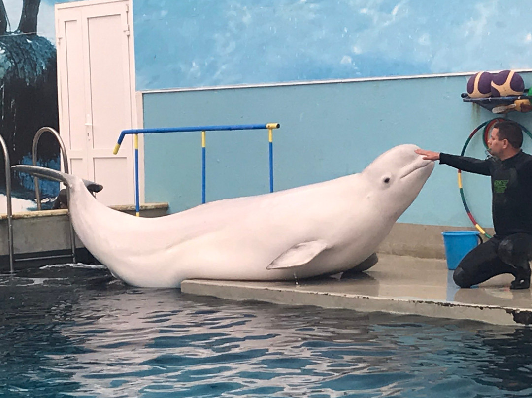 Kislovodsk Dolphinarium景点图片