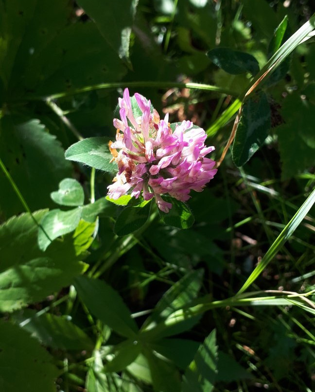 Lake Metigoshe-曼尼托巴省必去景点