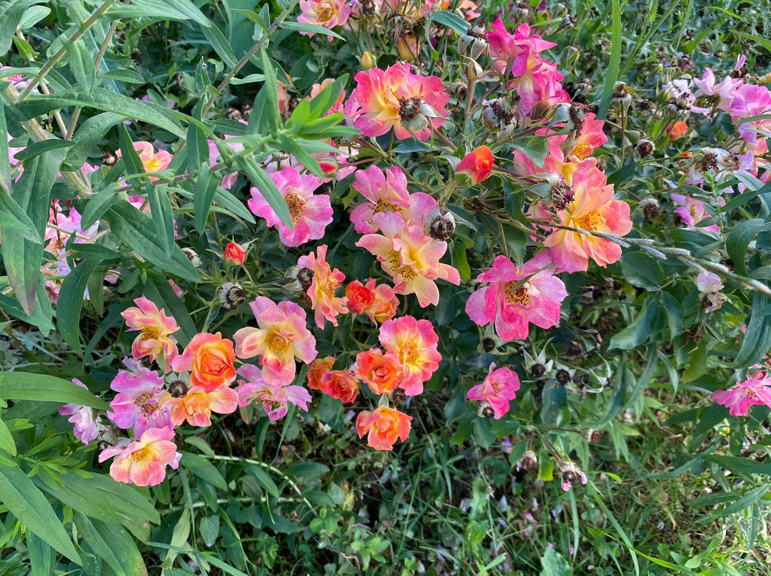 Parc floral de la Roseraie-普瓦捷必去景点