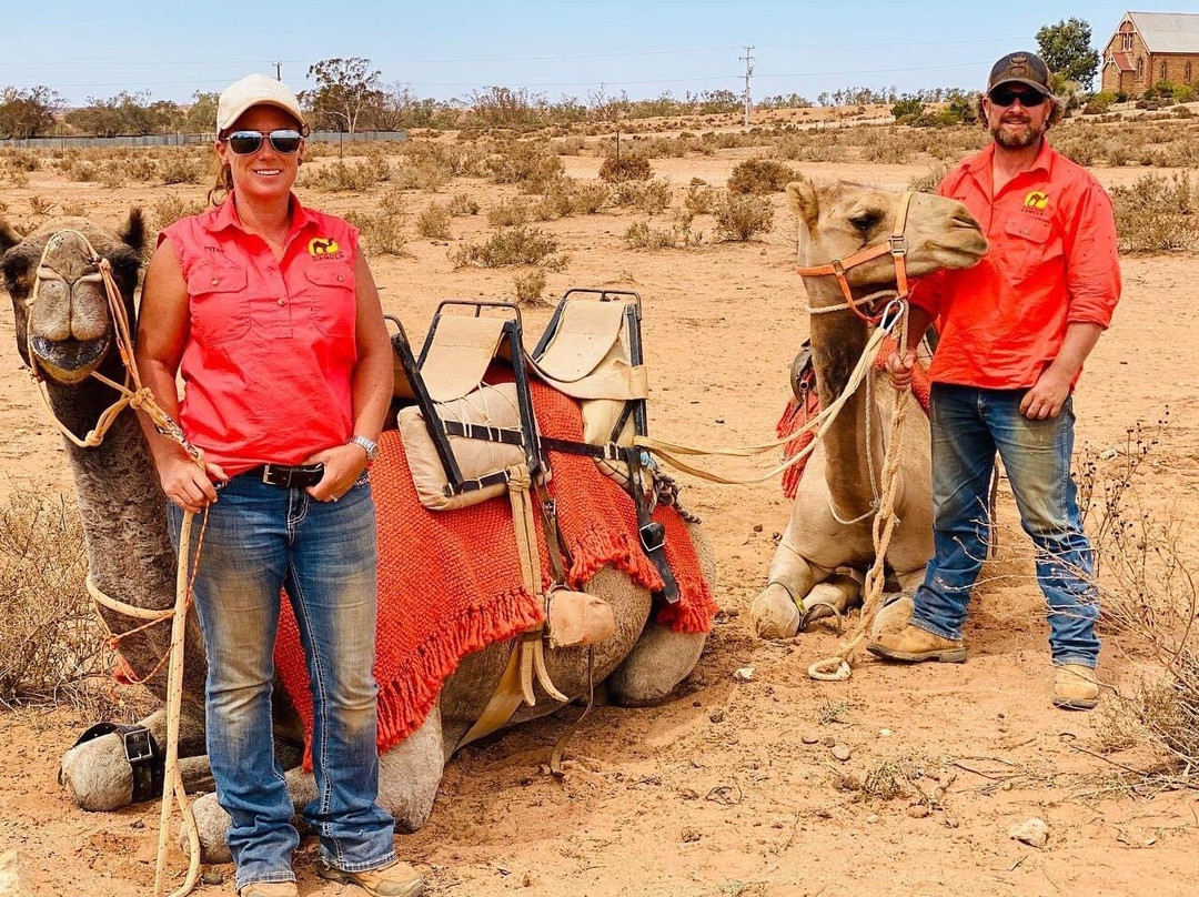 Silverton Outback Camels