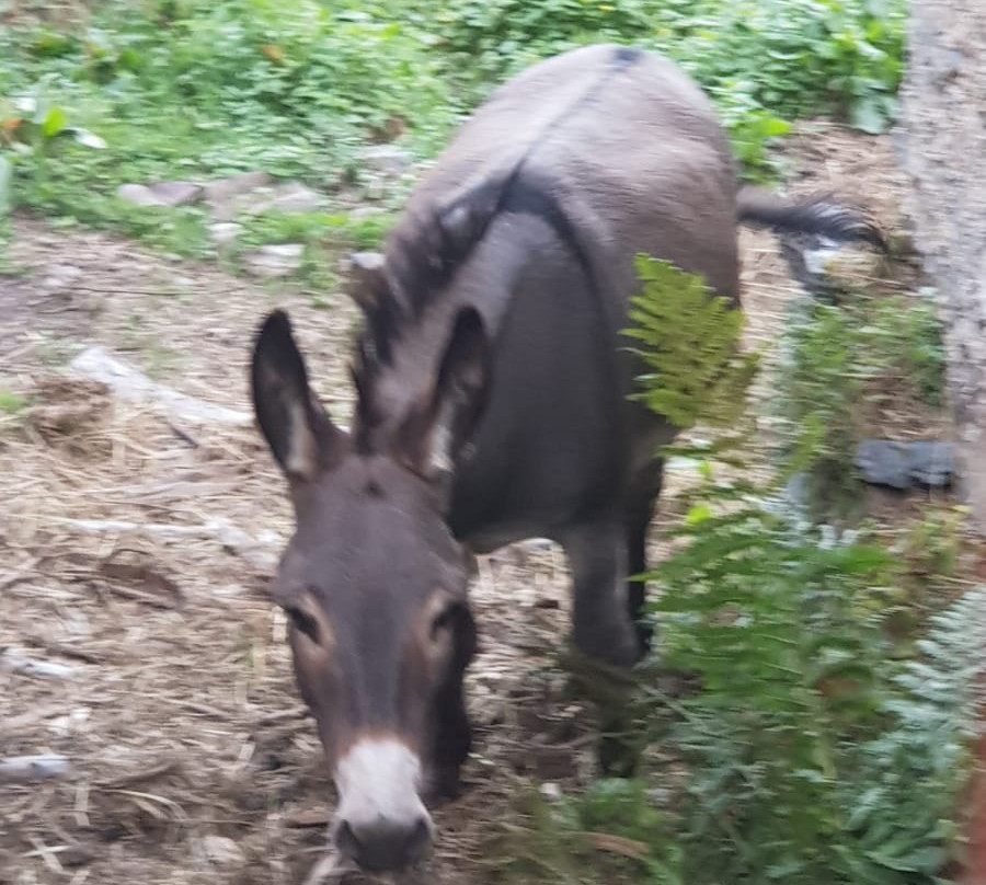 Agriturismo La Sorgente主图
