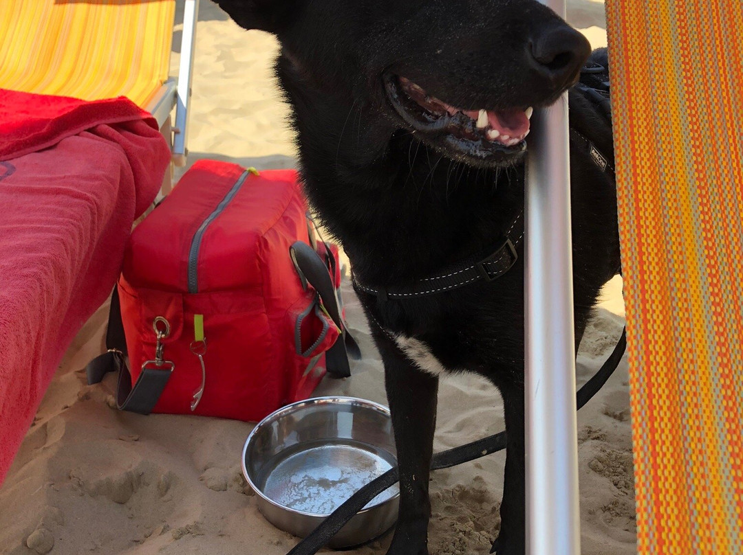 Chalet Luna Rossa  -  Welcome Dogs景点图片