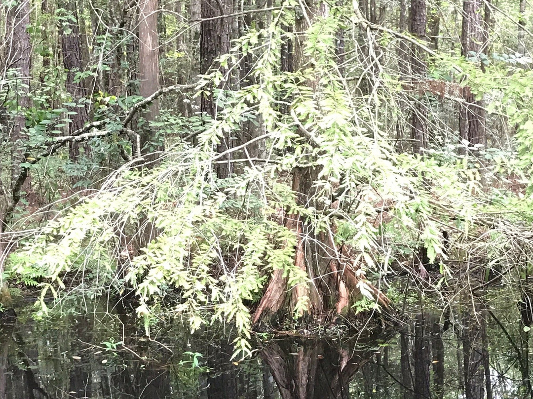 Crosby Arboretum-Picayune必去景点
