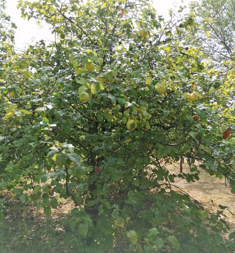 L'Arboretum景点图片