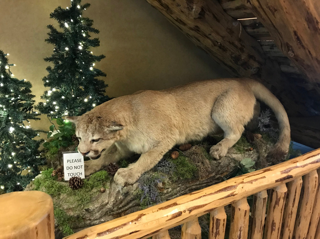 Holiday Inn Express & Suites Donegal By IHG主图