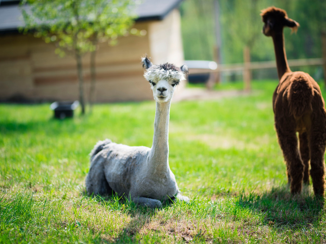 Happy Alpaca-Lachowice必去景点