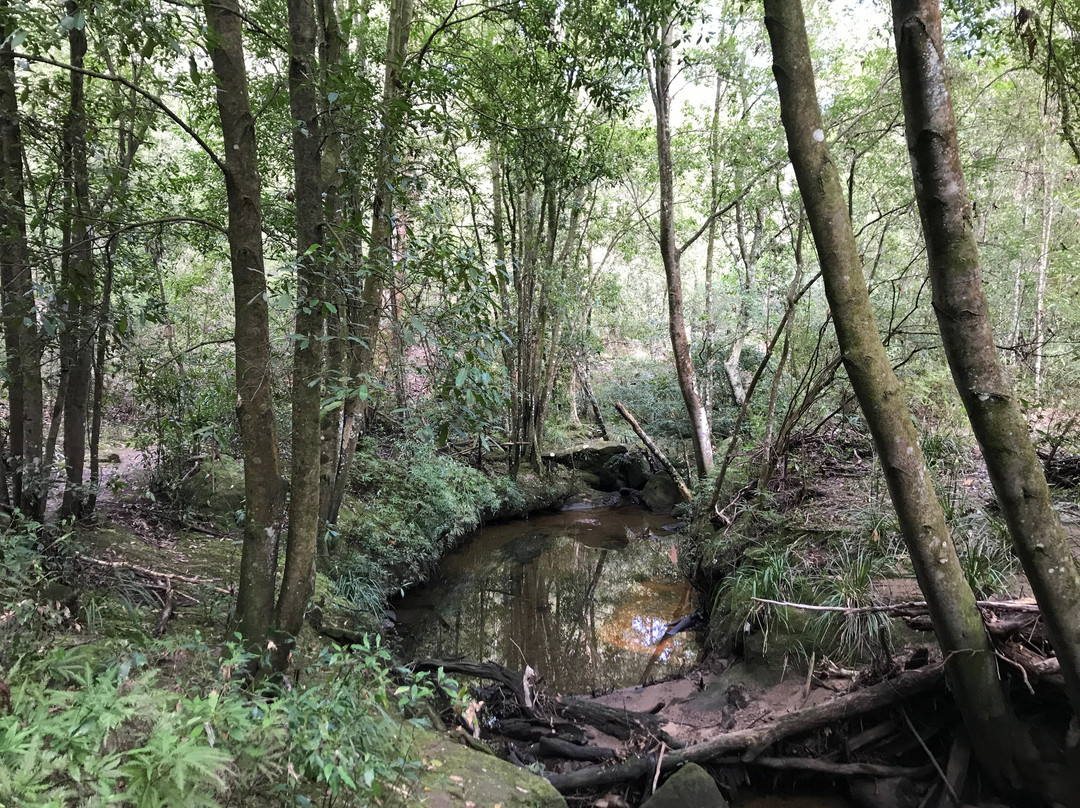 Berowra Valley National Park景点图片