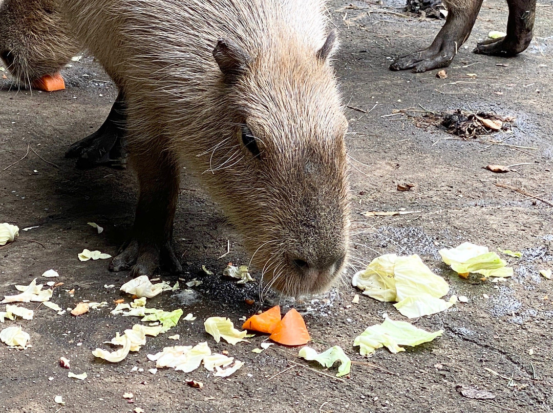 Omiya Park Zoo-埼玉市必去景点