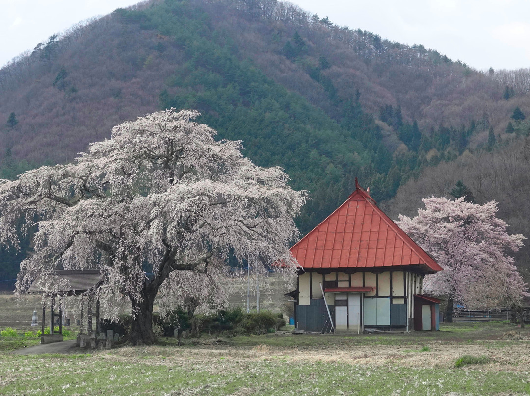 Shidarezakura of Tensho-ji Temple-沼田市必去景点