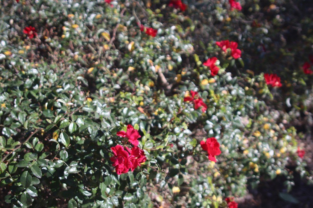 Citrus Ranch Park-Tustin必去景点