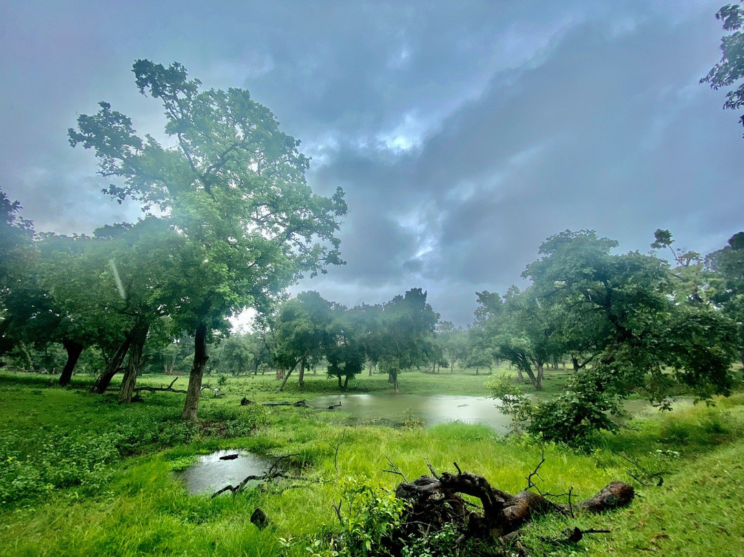 NimTree Wildlife Safaris景点图片