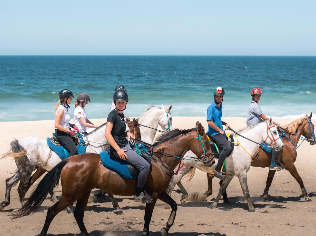 Horses by the Beach景点图片