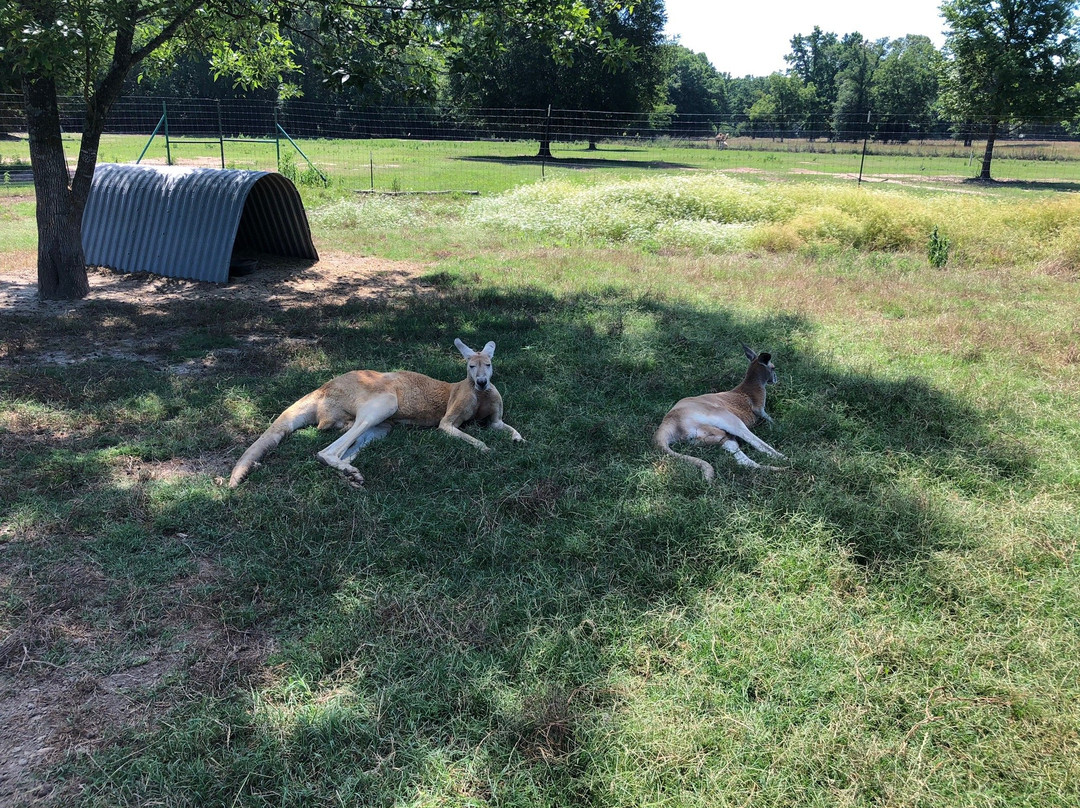East Texas Gators and Wildlife Park-Grand Saline必去景点