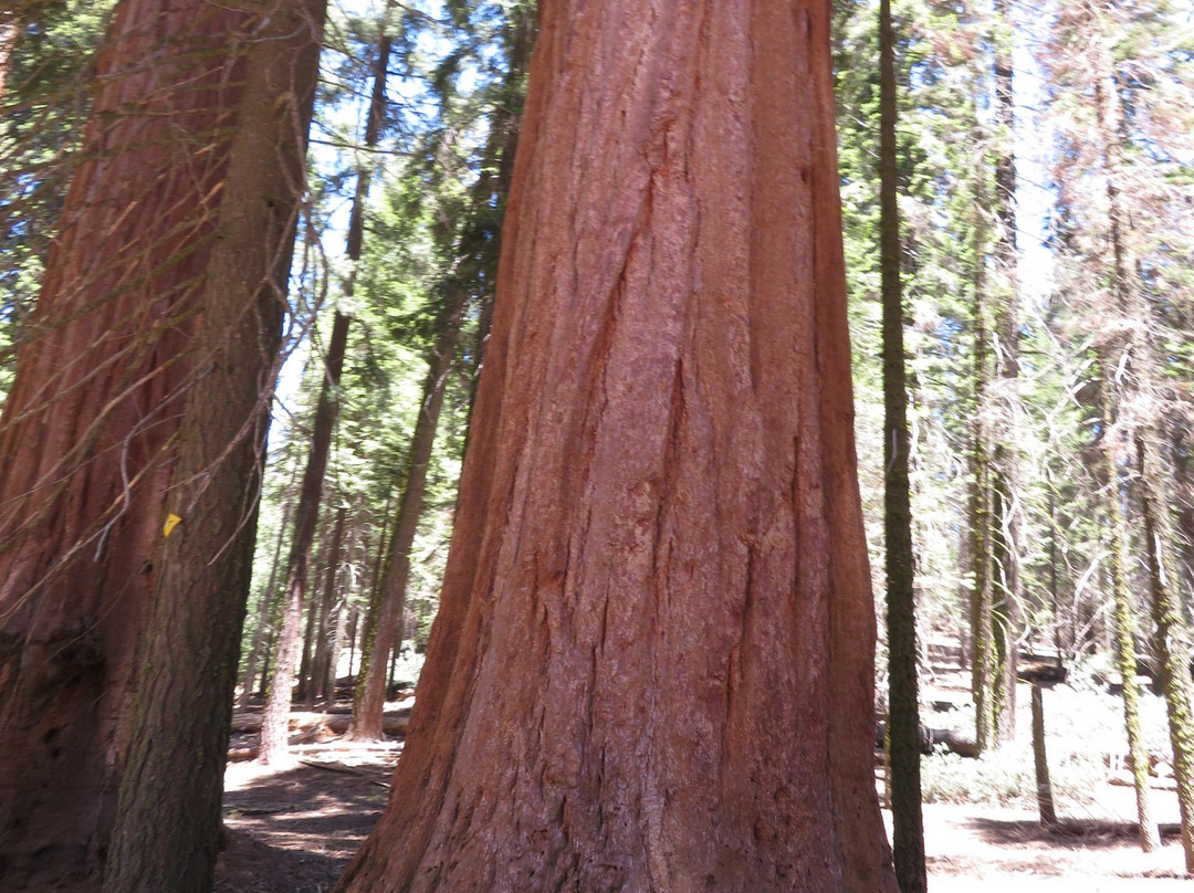 General Sherman Tree-红杉&国王峡谷国家公园必去景点