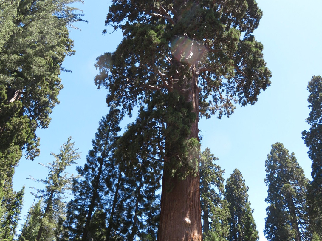 Giant Forest Museum-红杉&国王峡谷国家公园必去景点