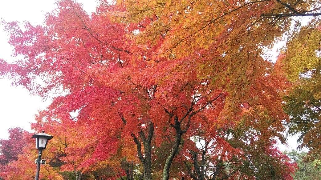 Fujisan Museum景点图片