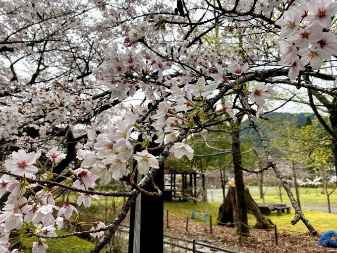Yanase Maruyama Park-马路村必去景点