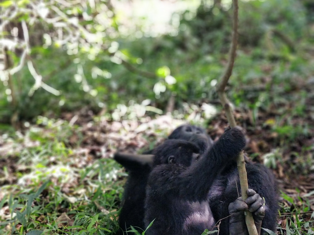 Kabarole Tours-Fort Portal必去景点