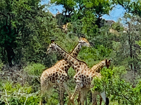 Lowveld Odyssey-霍德斯普鲁特必去景点