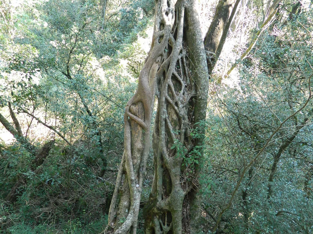 Karkloof Canopy Tour-豪威克必去景点