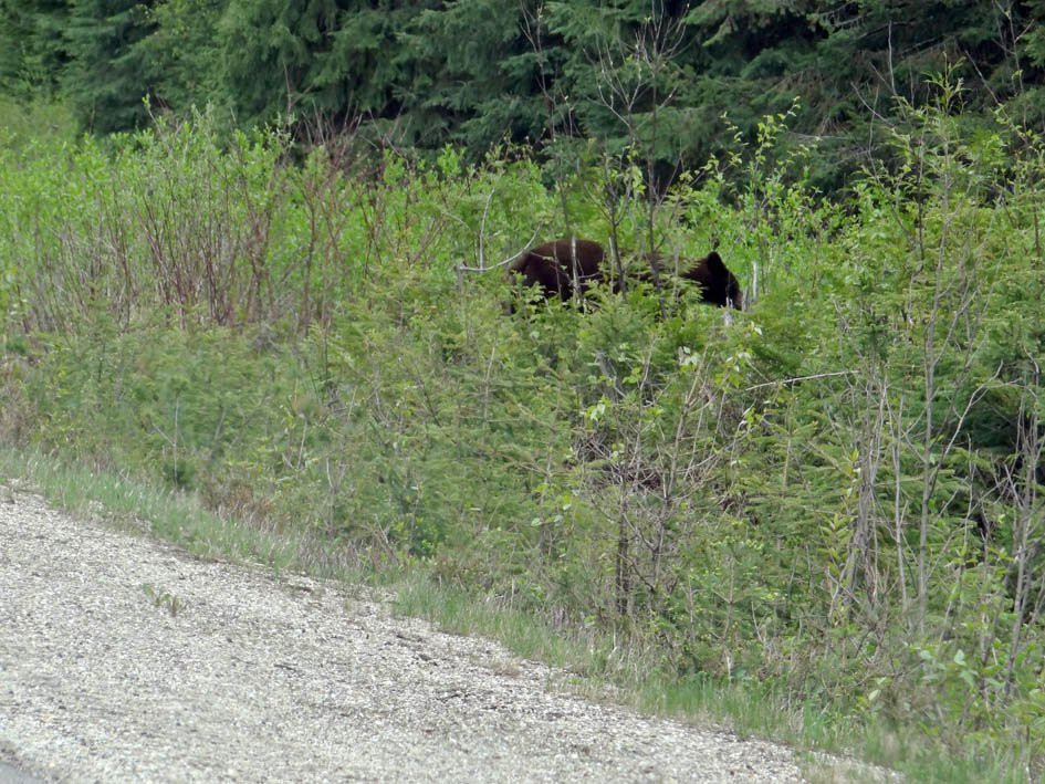 Blue River Black Spruce Provincial Park-Blue River必去景点